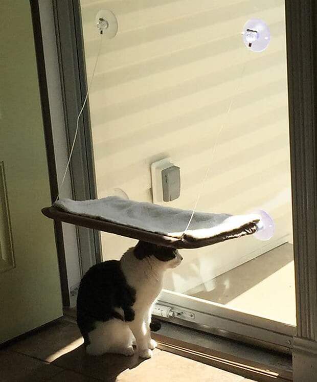 котам сложно угодить кот у окна