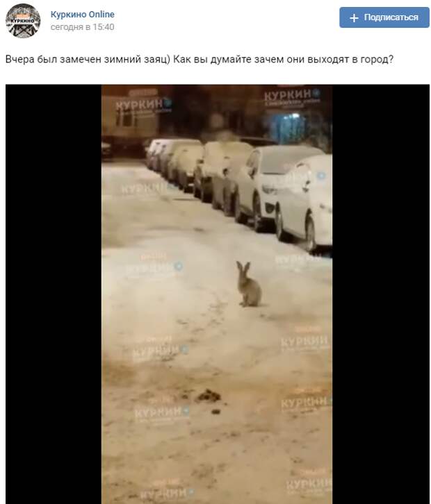 Зайцы вновь прискакали в Куркино
