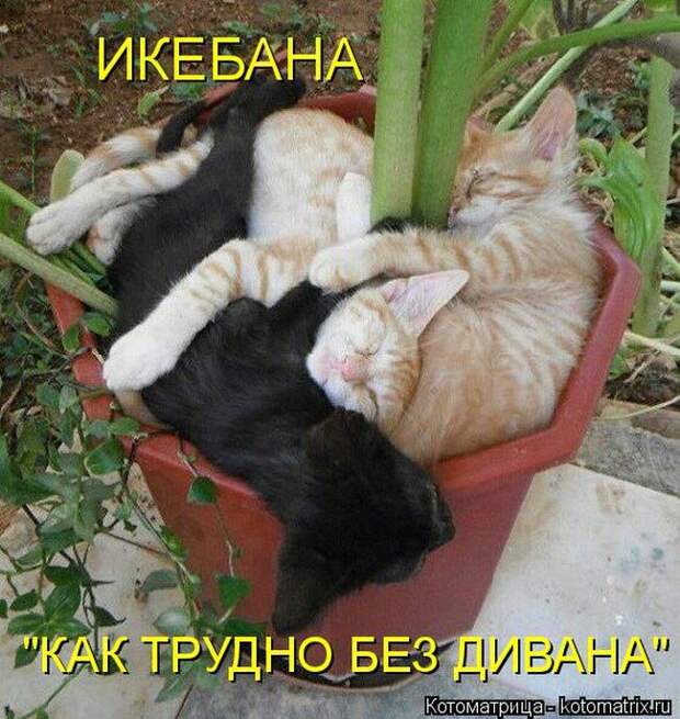 Лучшие котоматрицы недели (50 фото)