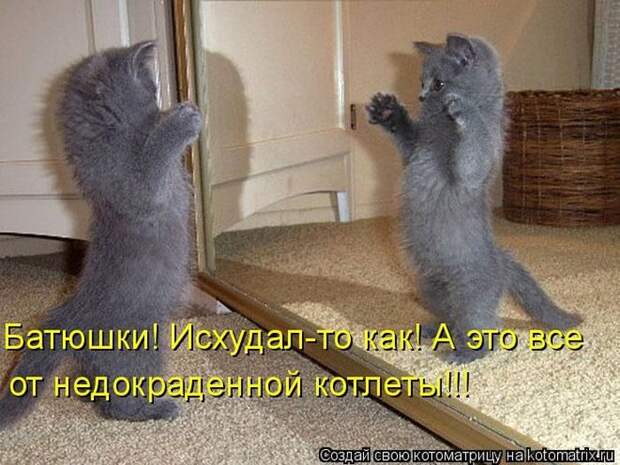 Лучшие котоматрицы недели