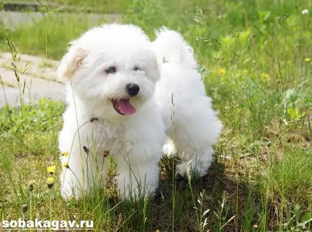 Бишон фризе собака. Описание, особенности, уход и цена бишон фризе