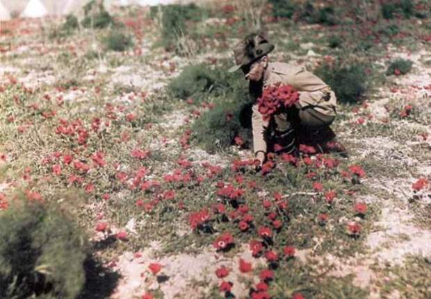 Австралийский кавалерист собирает цветы. Палестина, 1918 год. | Фото: greatwar.nl.