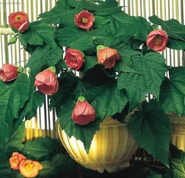 abutilon3