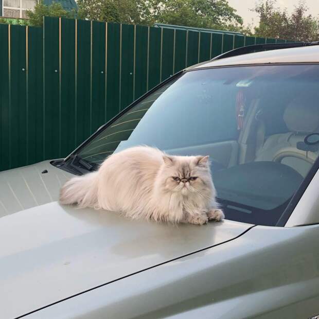 В соцсети ищут персидскую кошку, потерявшуюся на улице Мневники