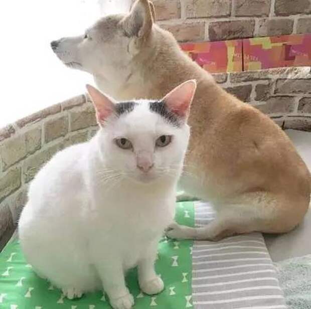 Старый пес и лучший друг кот