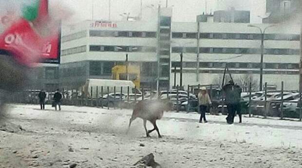 В Петербурге по улицам гулял олень