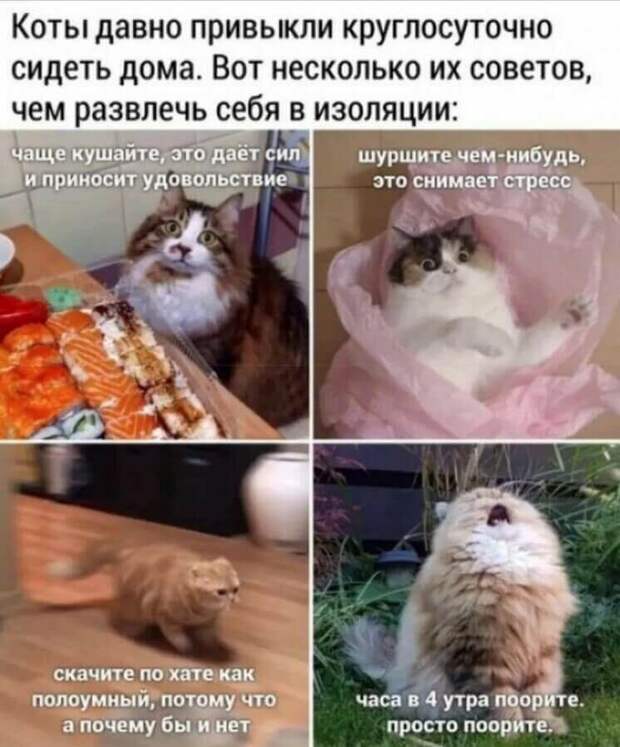 Эти забавные коты. Чтобы вы улыбнулись)