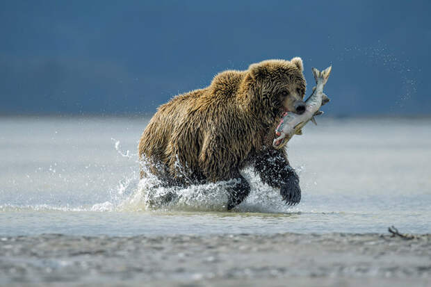 Медведь-рыболов, Национальный парк Лейк-Кларк, Аляска