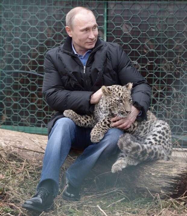 Путин и рысь