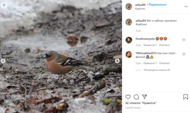 Фото дня: Зяблик прилетел в Куркино