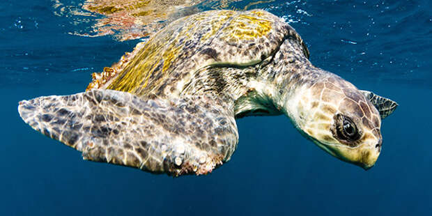 https://www.nwf.org/-/media/NEW-WEBSITE/Shared-Folder/Wildlife/Reptiles/reptile_olive-ridley-sea-turtle_600x300.ashx