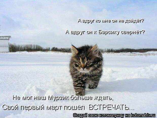Лучшие котоматрицы недели (50 фото)