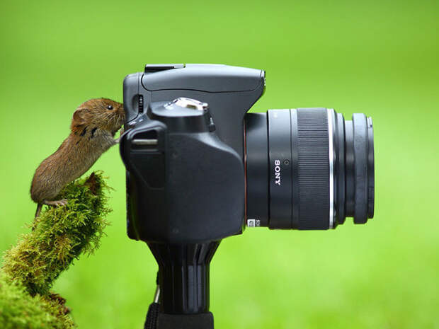 Животные, которые неравнодушны к фотосъёмке