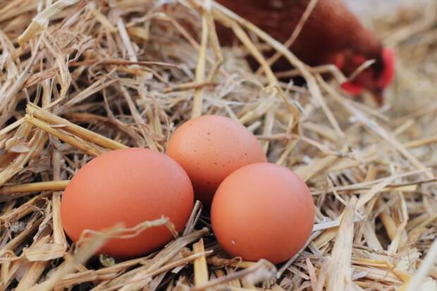 Могут ли куры откладывать яйца без петуха?