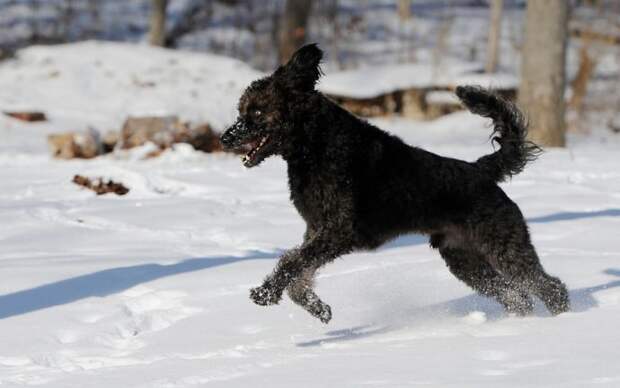 9ce_web_herodogs04.jpg