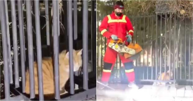 Спасательная операция с рыжим котом пошла не по плану