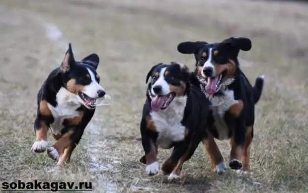 Швейцарский зенненхунд собака. Описание, особенности, уход и цена породы