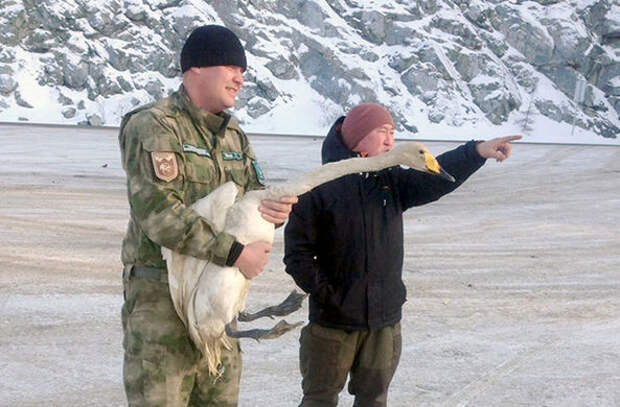 Заблудившегося лебедя Леву спасли от 40-градусных морозов