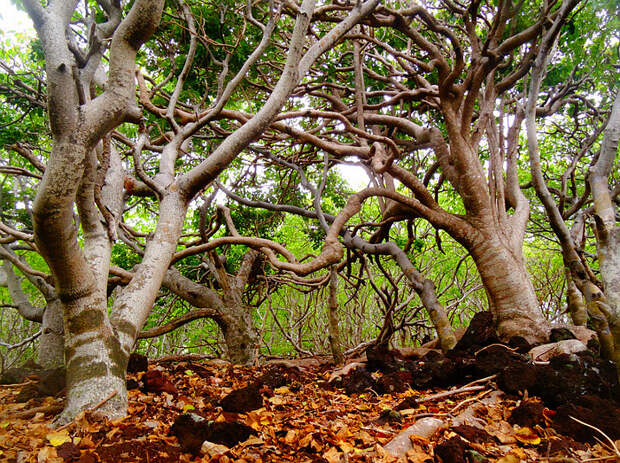 Манцинелловое дерево, или манцинелла (лат. Hippomane mancinella L.) - самое  ядовитое дерево в мире - Травник - Блог «Весело»