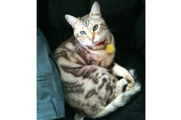 Bengal
