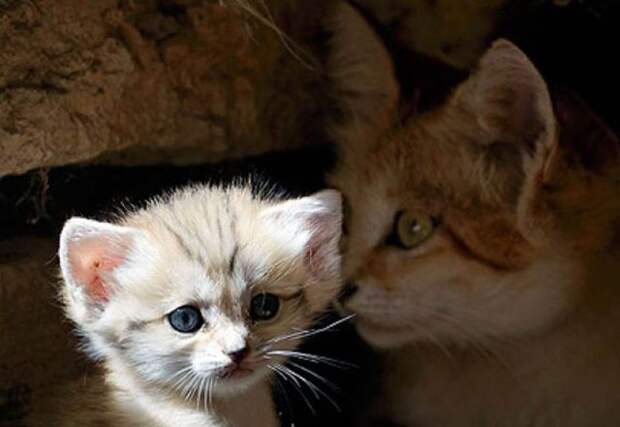 Песчаный кот (13 фото)
