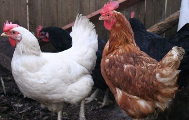 Разница между куриными яйцами белого и коричневого цвета