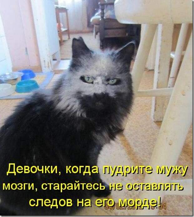 kotomatritsa_Jz