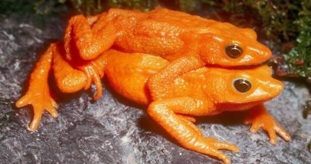 Зачем самцы жаб-арлекинов по полгода сидят на шее у своих избранниц