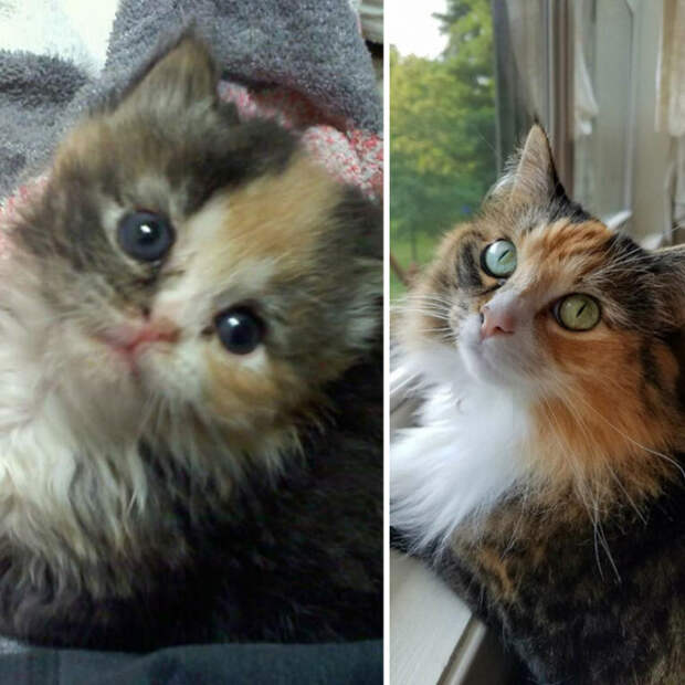 23 фотографии кошек до и после того, как их спасли от бездомной жизни