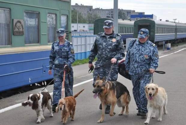 Собаки и кинологи транспортной полиции, Ярославль (иллюстрация из открытых источников)