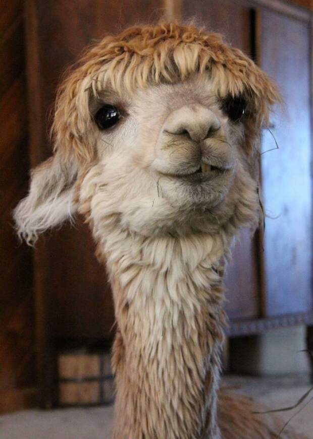 alpaka