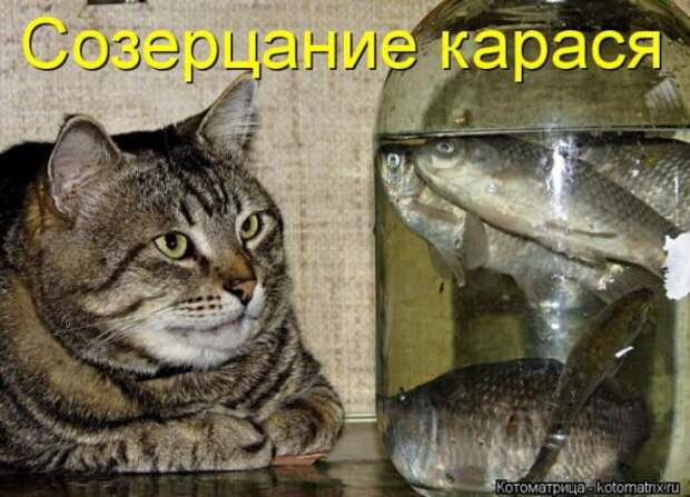 Котоматрицы (картинки с надписями)