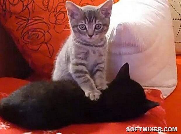84525616_catmassage5