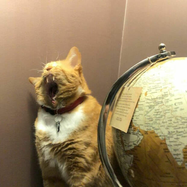 Панорамные снимки с животными, которые получаются не у всех