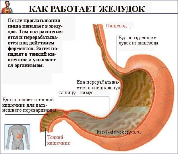 Можно пить во время еды,запивать еду водой?