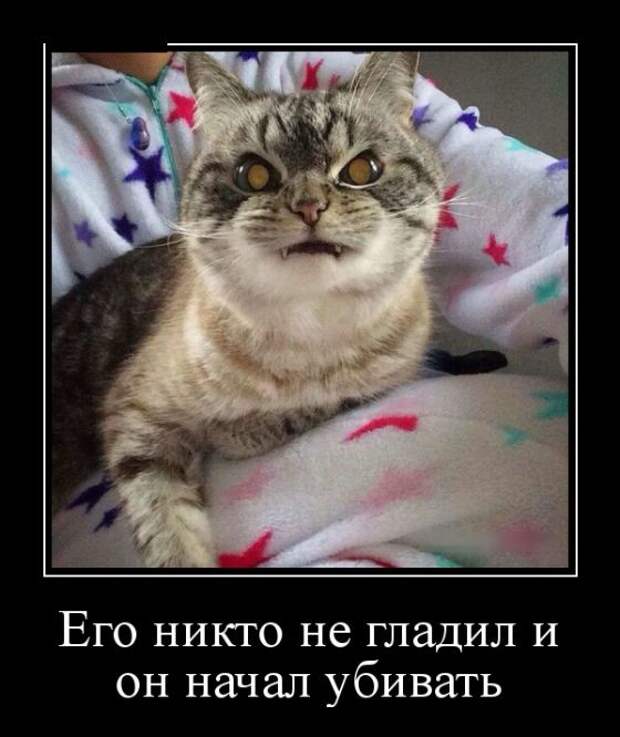 Не глаженная никем. Его никто не гладил. Коты демотиваторы.