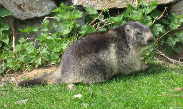 Альпийский сурок (Marmota marmota) фото