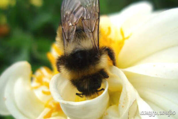В пчелиную девятину мед излечит от болезней