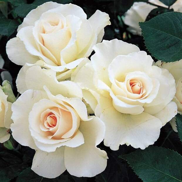 Розы Флорибунда сорт Маргарет Меррил (Margaret Merril) фото