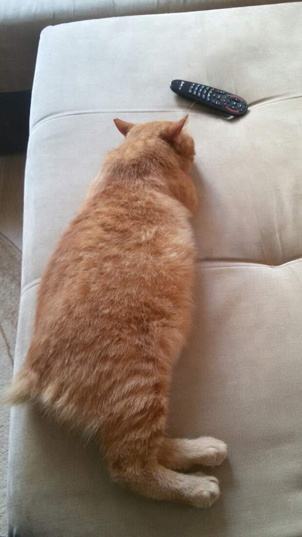 кот на диване