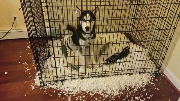 Fun Fact... If You Do Not Provide Your Husky With Snow It Will Produce Snow From Its Surroundings