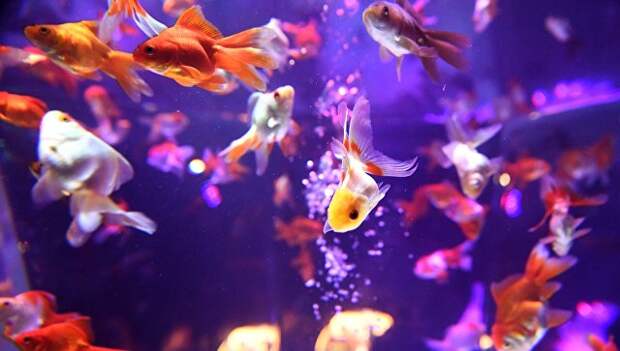 Золотые рыбки плавают в аквариуме на выставке в Токио