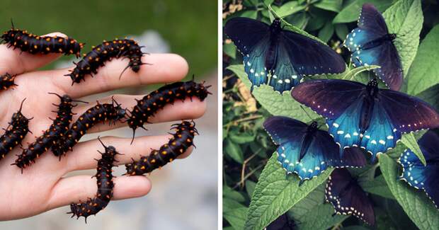 Биолог разводит бабочек у себя в саду бабочки, красота, природа, экология