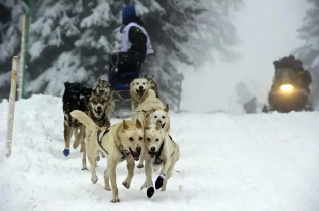 Plemeno husky (34 fotografií)