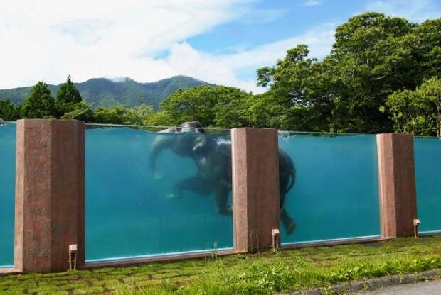 Бассейн для слонов в сафари-парке, Япония доброта, животные, мир