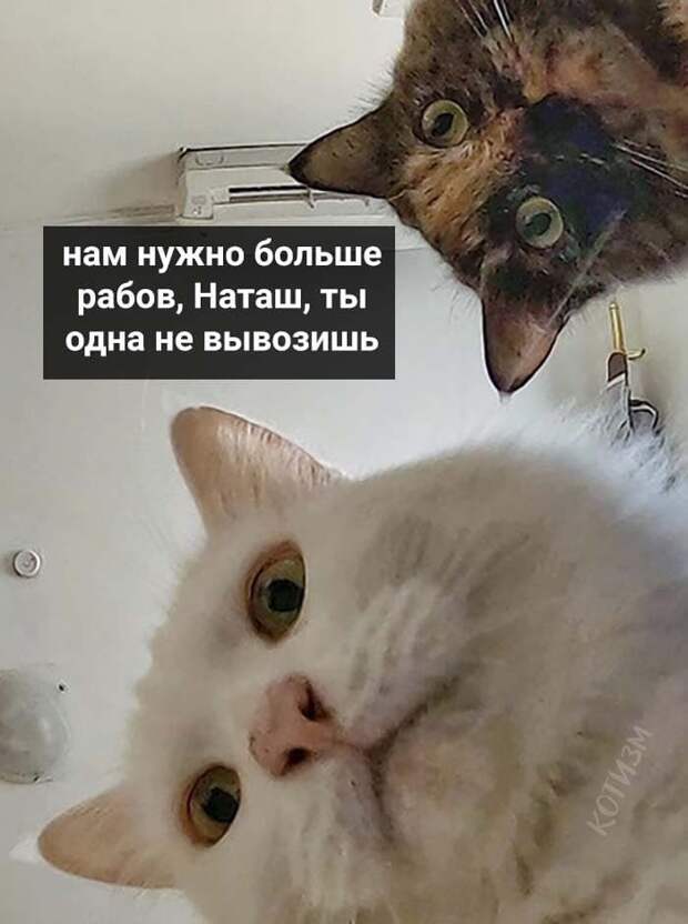 «Наташ, вставай, мы всё уронили»: откуда взялись мемы про Наташу и котов, которые теперь буквально везде