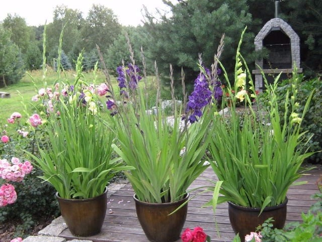image (5) (640x480, 319Kb)