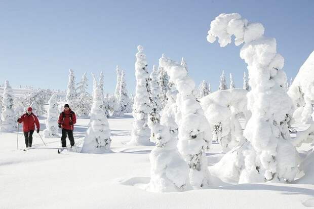 Замороженные деревья в финской Лапландии