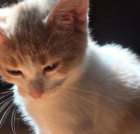 В Митине котятам ищут новую семью