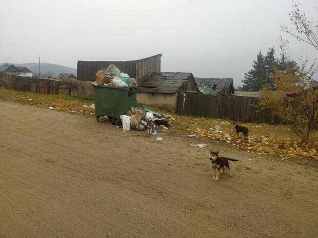 Собаки оккупировали ещё один посёлок в Забайкалье